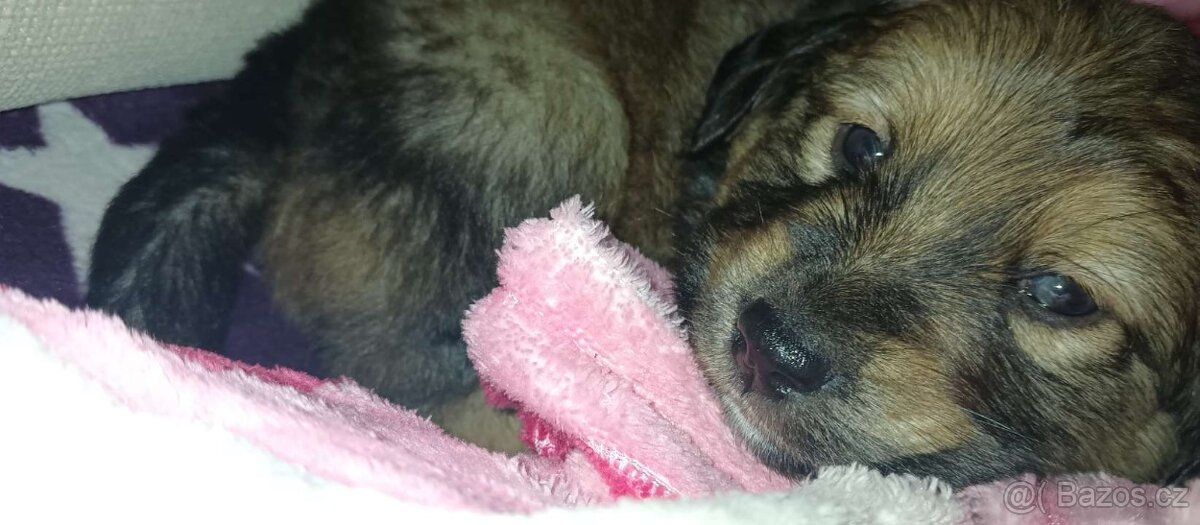 Štěně - 2