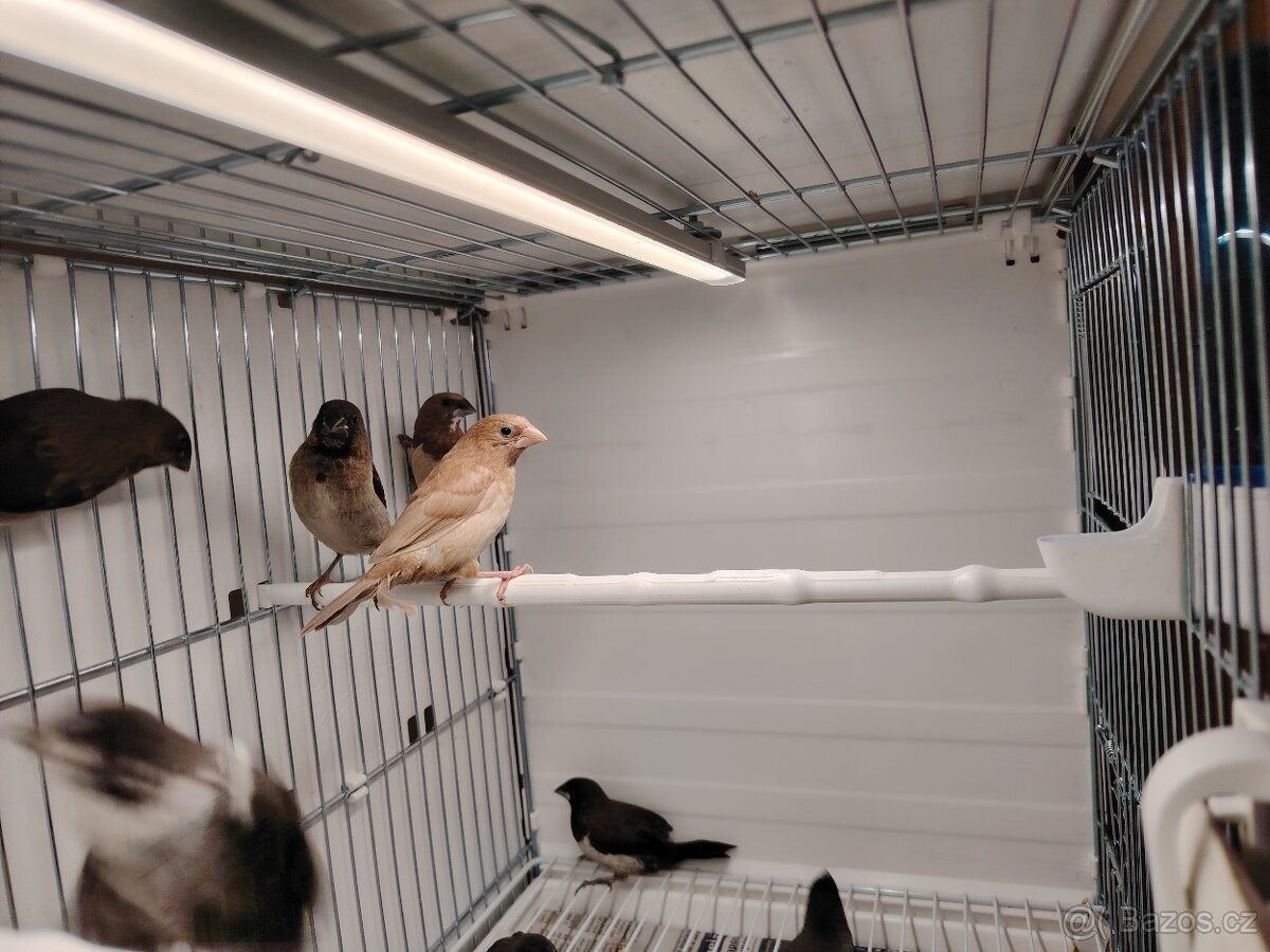 Chůvička japonská - prodám - 2