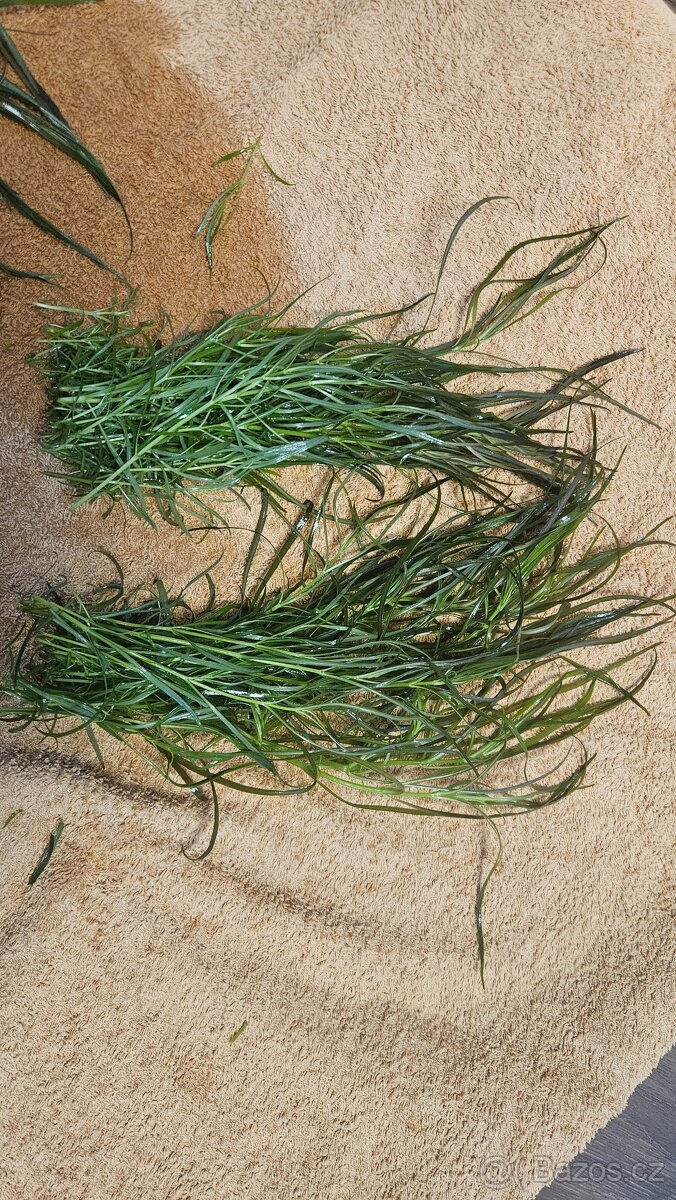 Rostliny pro akvárium - 2