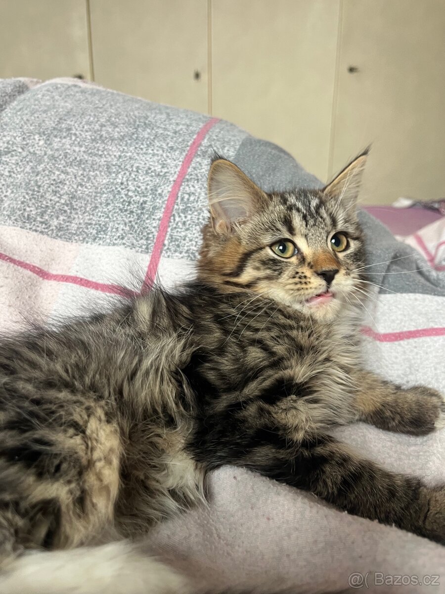 bristká kočička - 2
