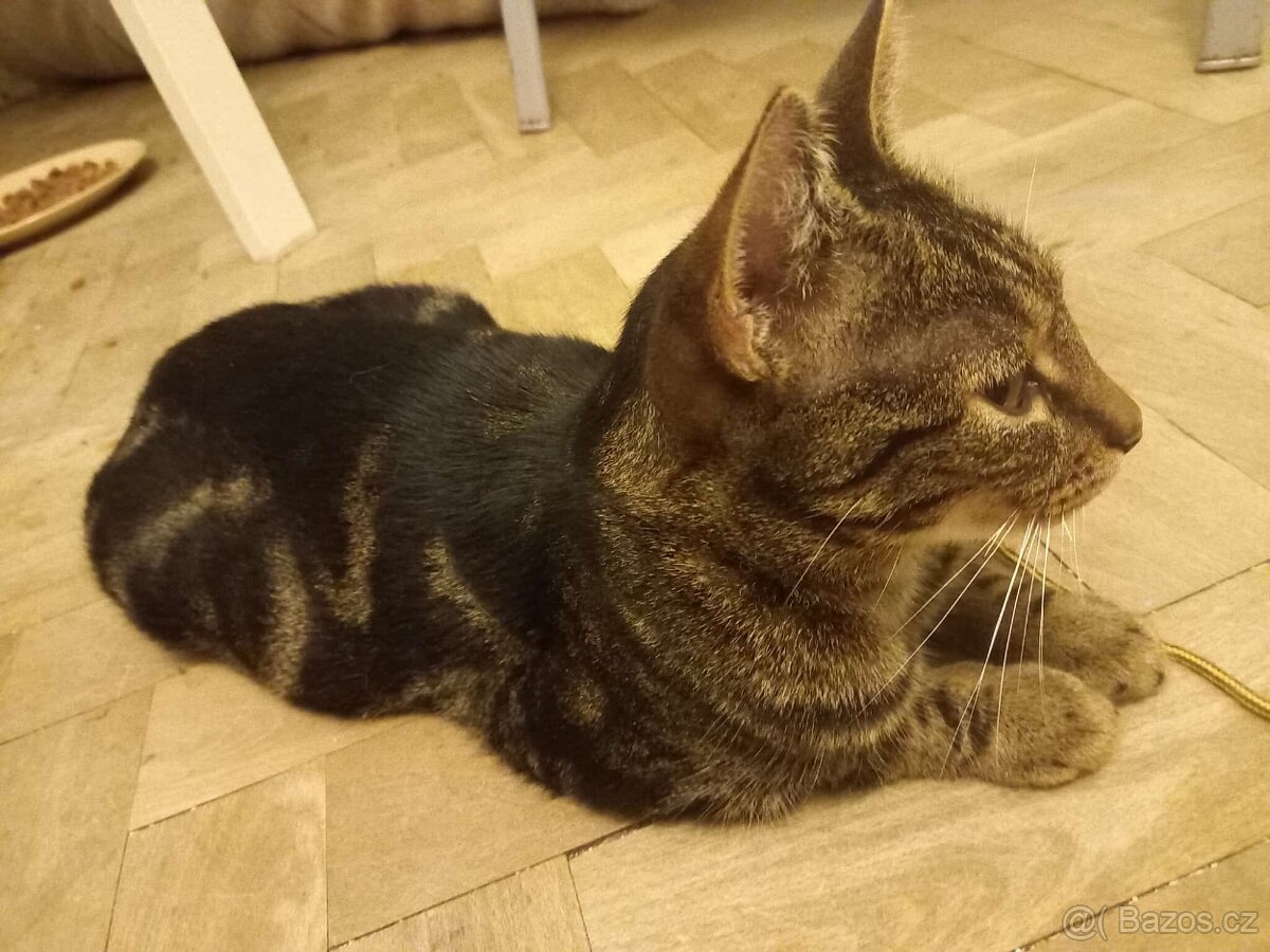 Kastrovaná a očkovaná Lara k adopci - 2