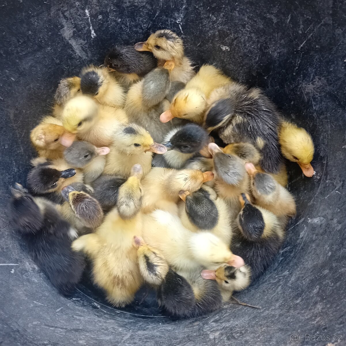 Kachna nasadova vejce - 2