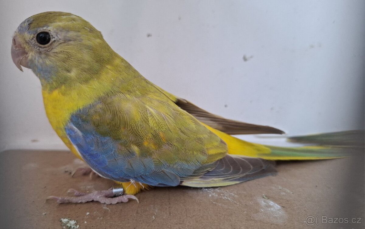 Neoféma tyrkysová žltobruchá - 2