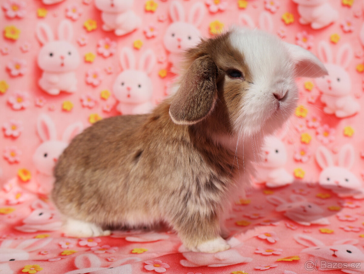 Modrooký zakrslý beránek sameček NHD . - 2