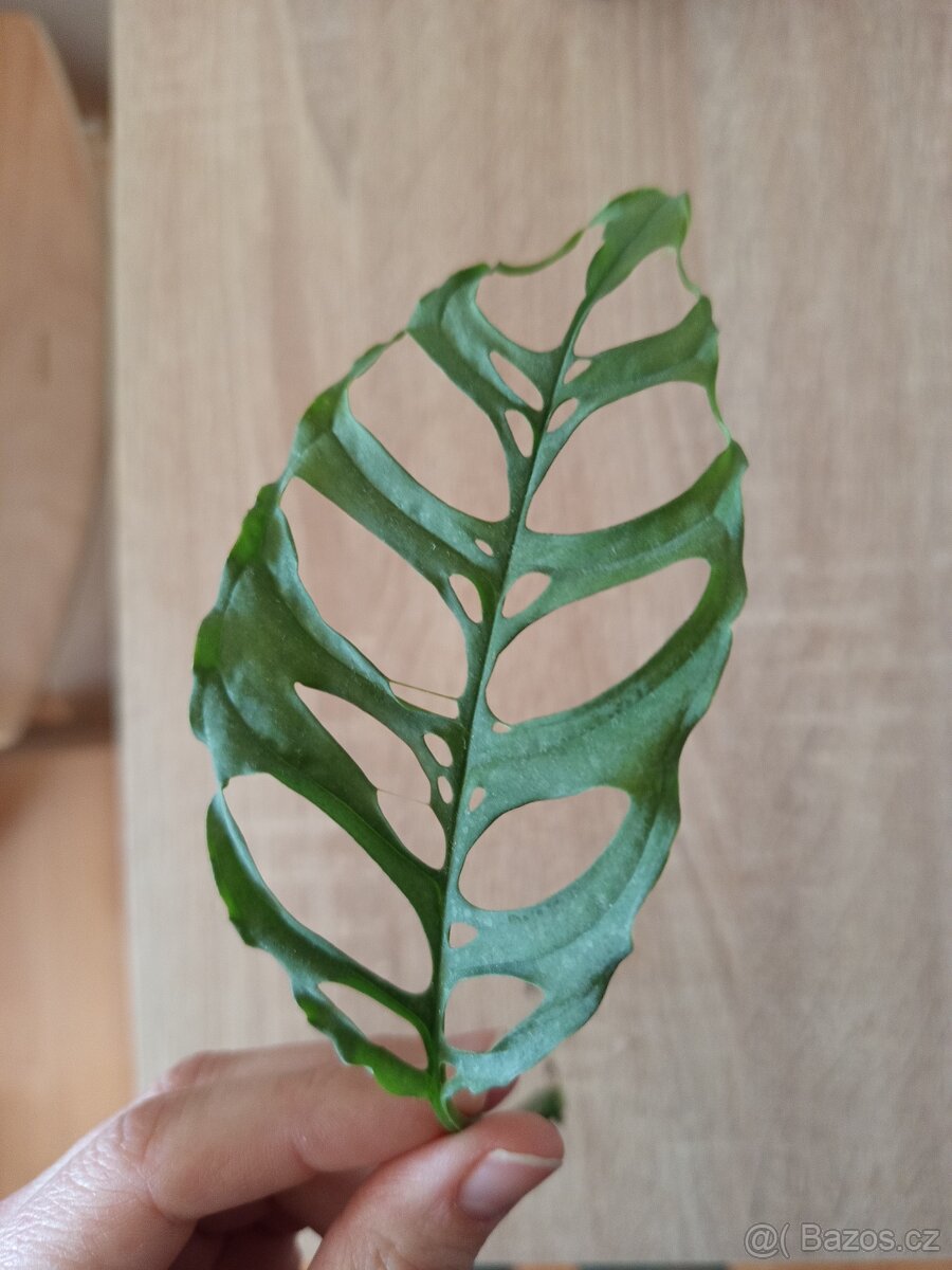 Monstera oblique peru - 2