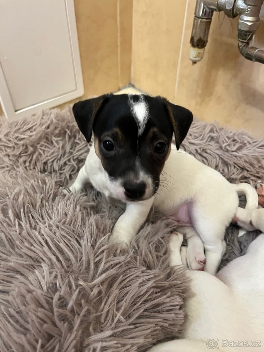 JACK RUSSELL TERIÉR ŠTĚŇÁTKA - 2