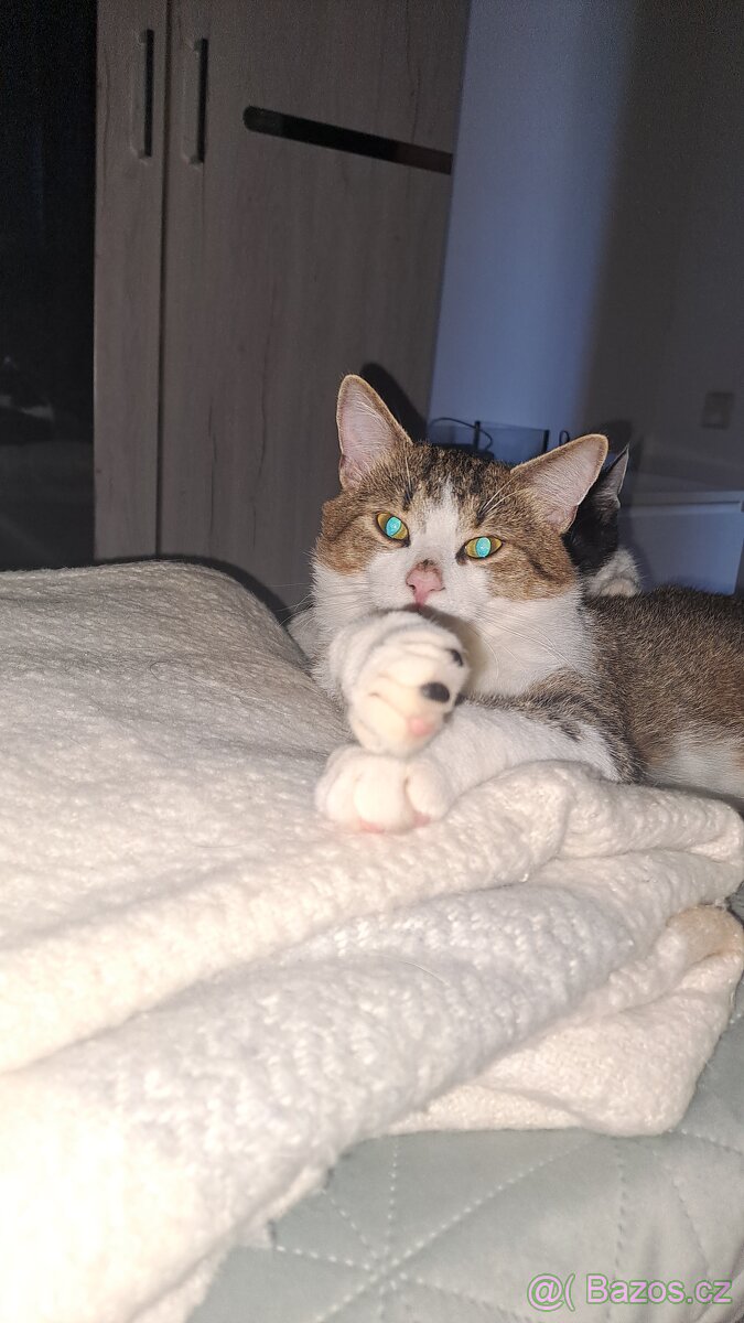 Daruji kocourka a kočičku - 2