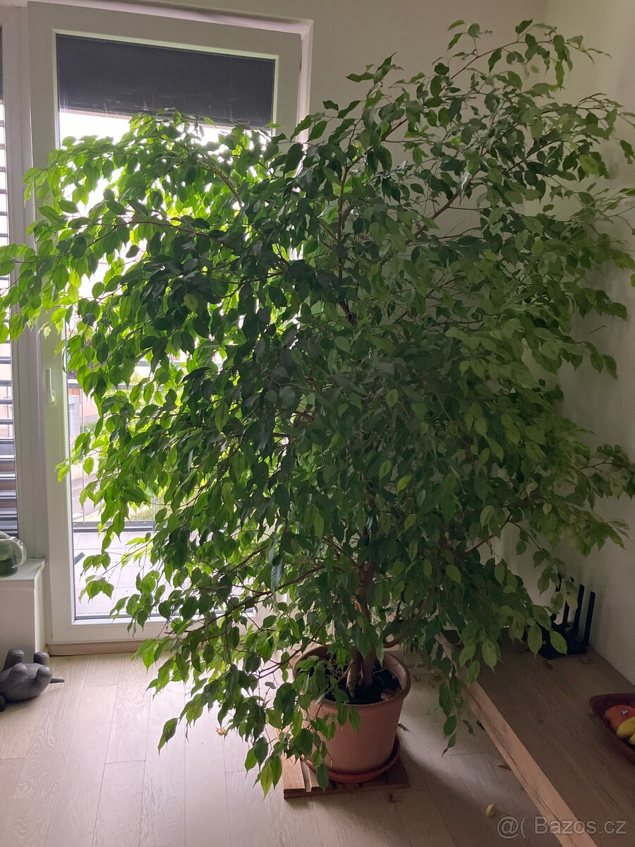 Fikus benjamin - 2