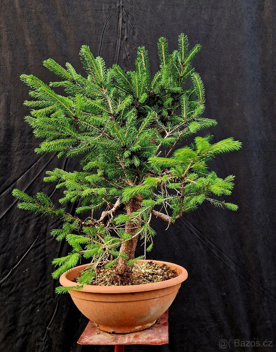 Pre-bonsai, yamasori -Picea abies - 2