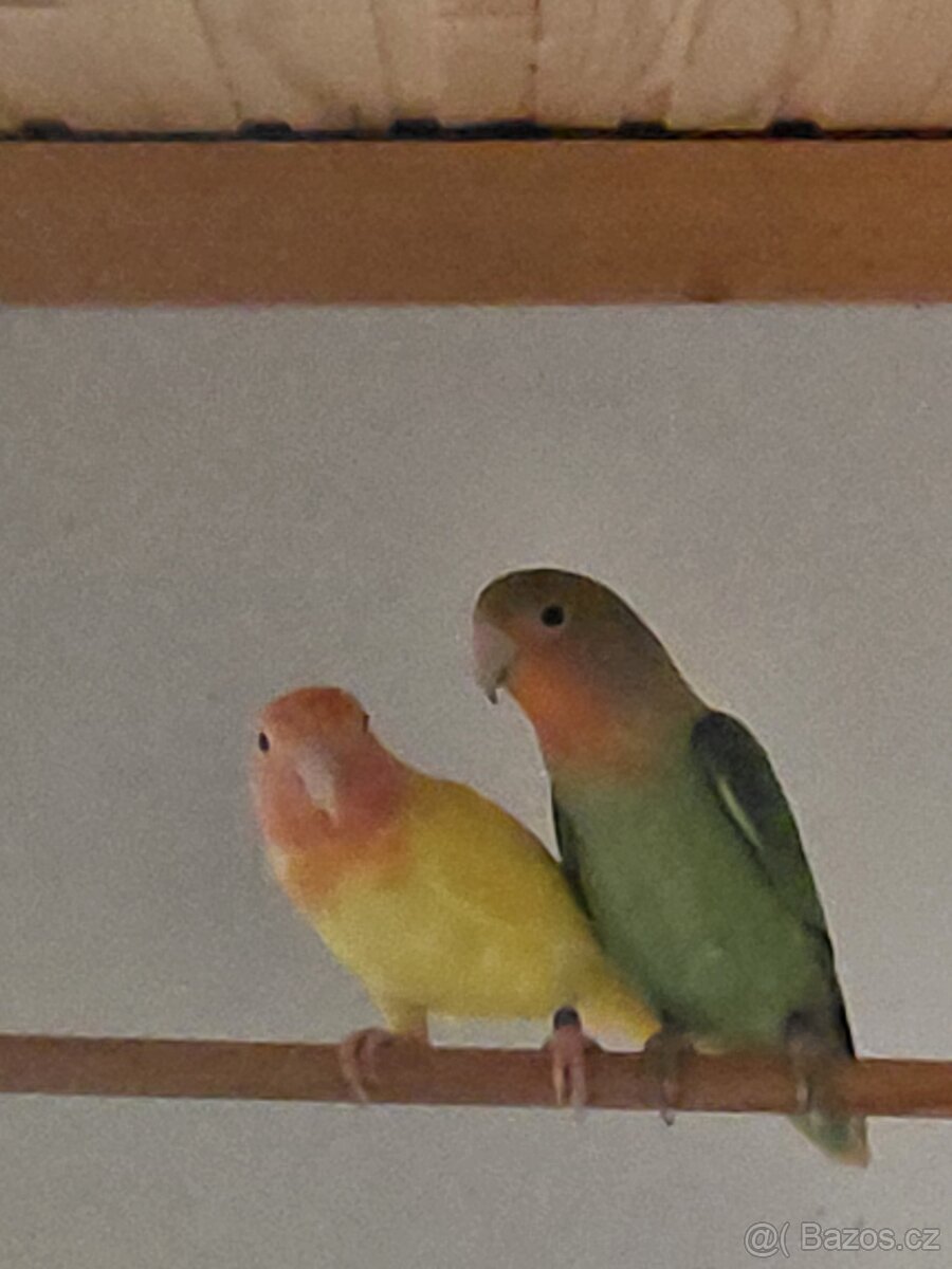 Agapornis růẓ̌ohrdlý - 2