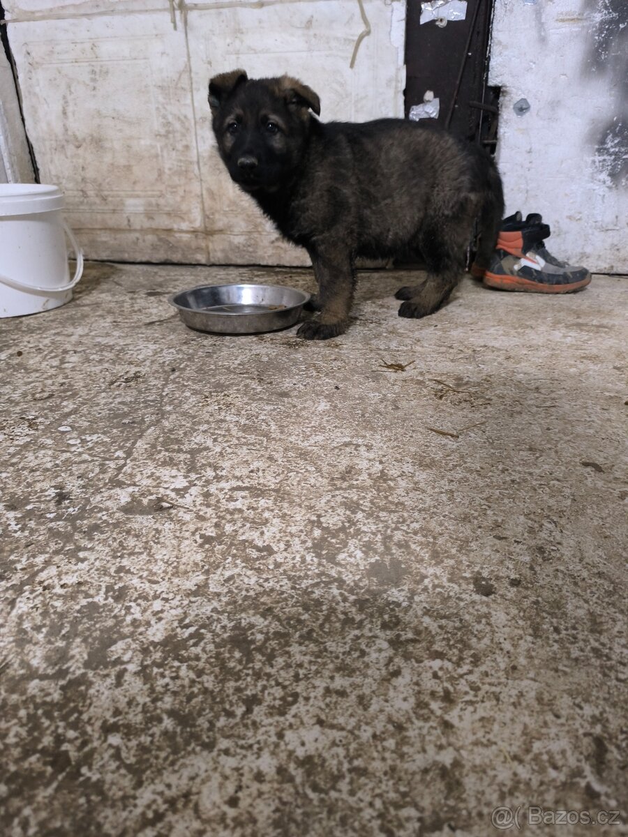 Německý Ovčák-steniatko - 2