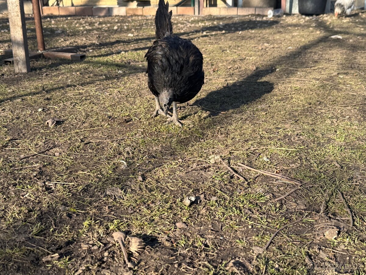Slepice AYAM CEMANI - 2