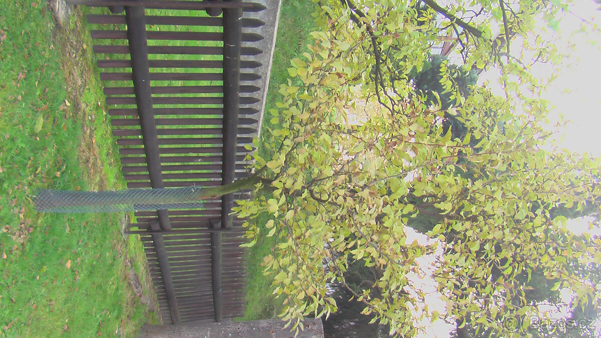 STROMEK ŠVESTKY - 2