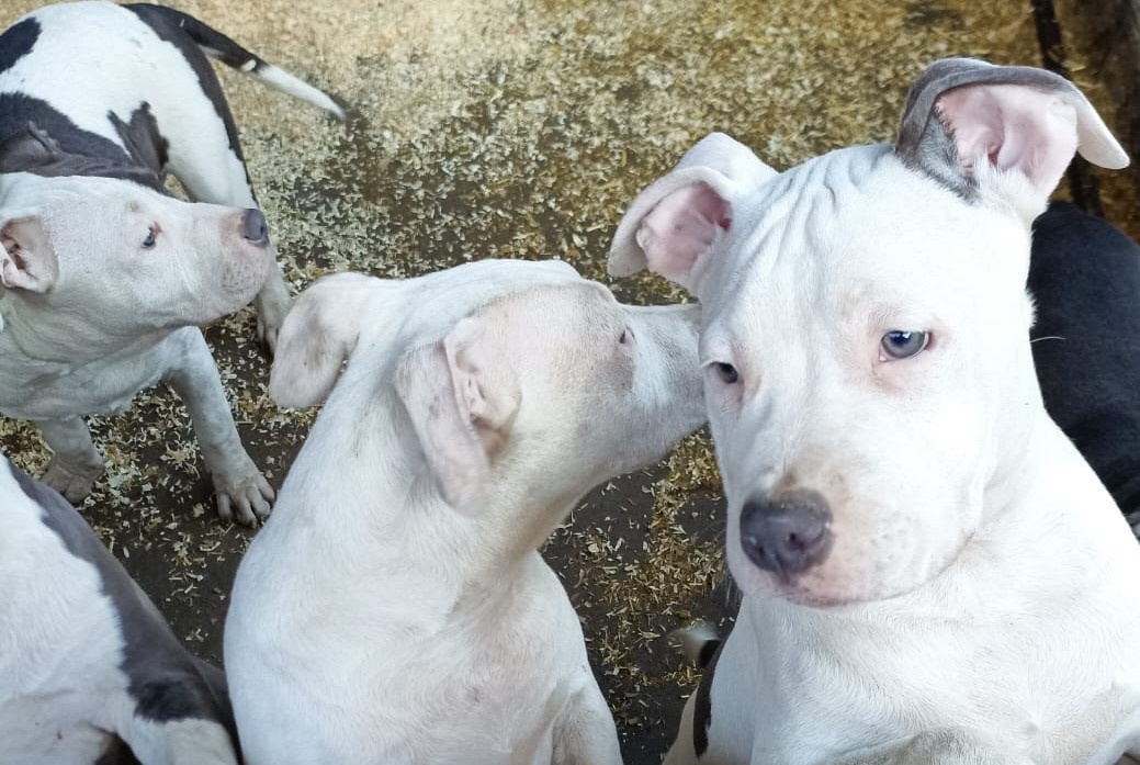 Americký stafordšírský teriér modrá št.,s P.P.Ihned k odběru - 2