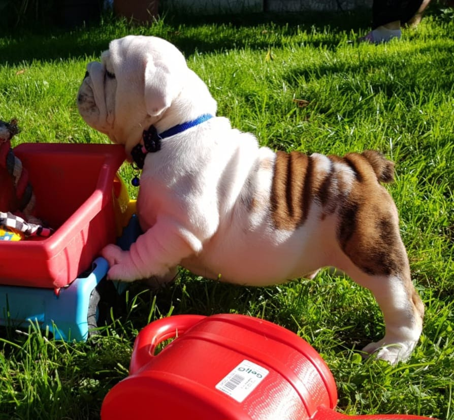 Anglický buldog - 2