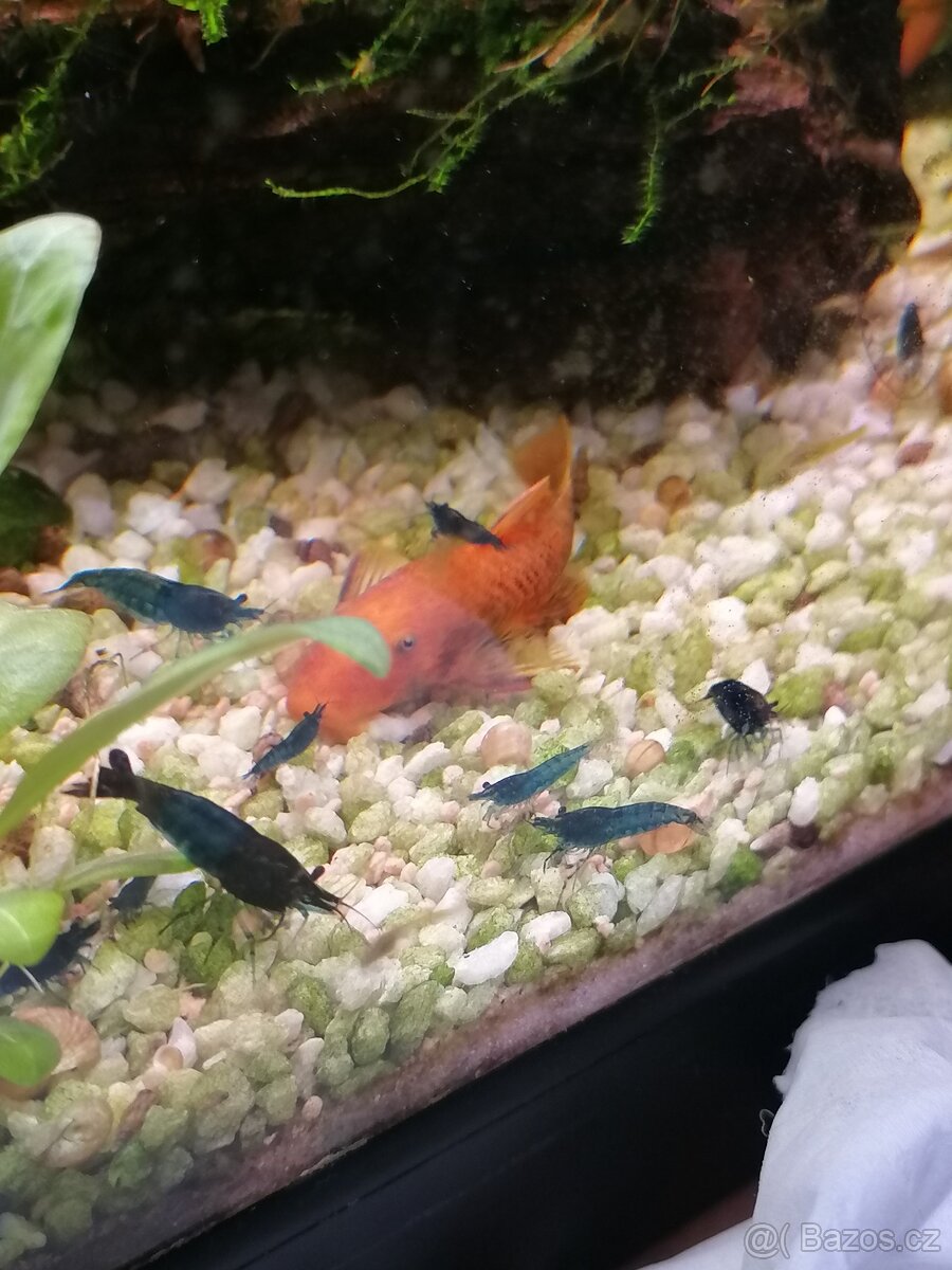 Krevetky Blue dream - 2