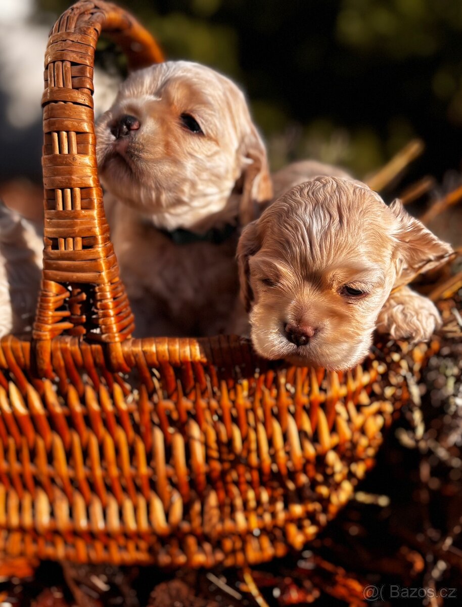 Americký kokršpaněl s PP - 2