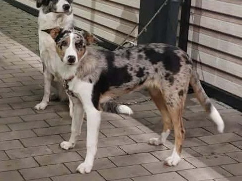 Border kolie s PP (s rodokmenem) - 2