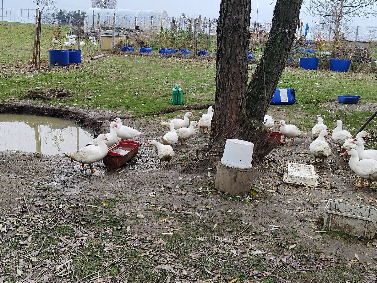 Kachny Pižmové - 2