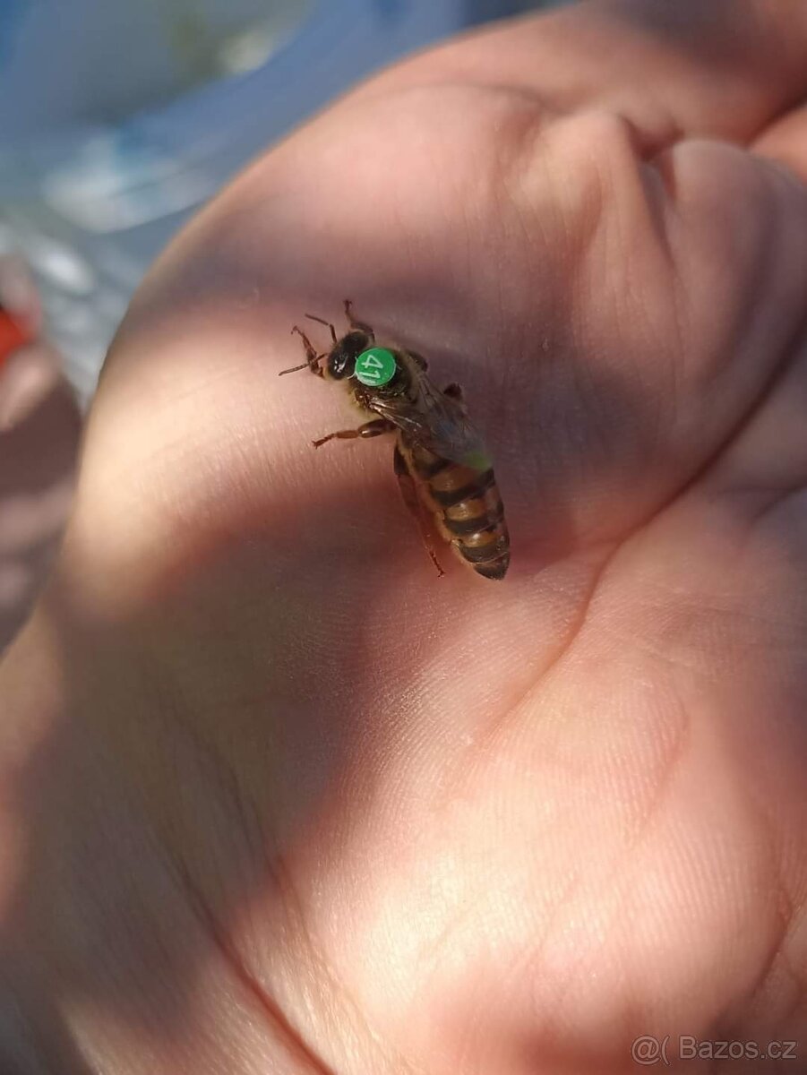 Vyzimované včelí oddělky - 2