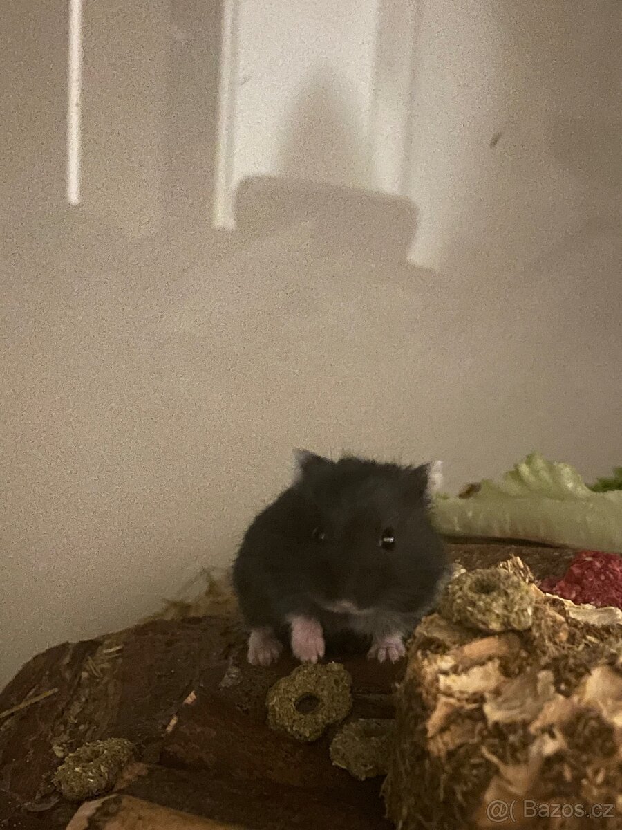 Křeček džungarský - 2