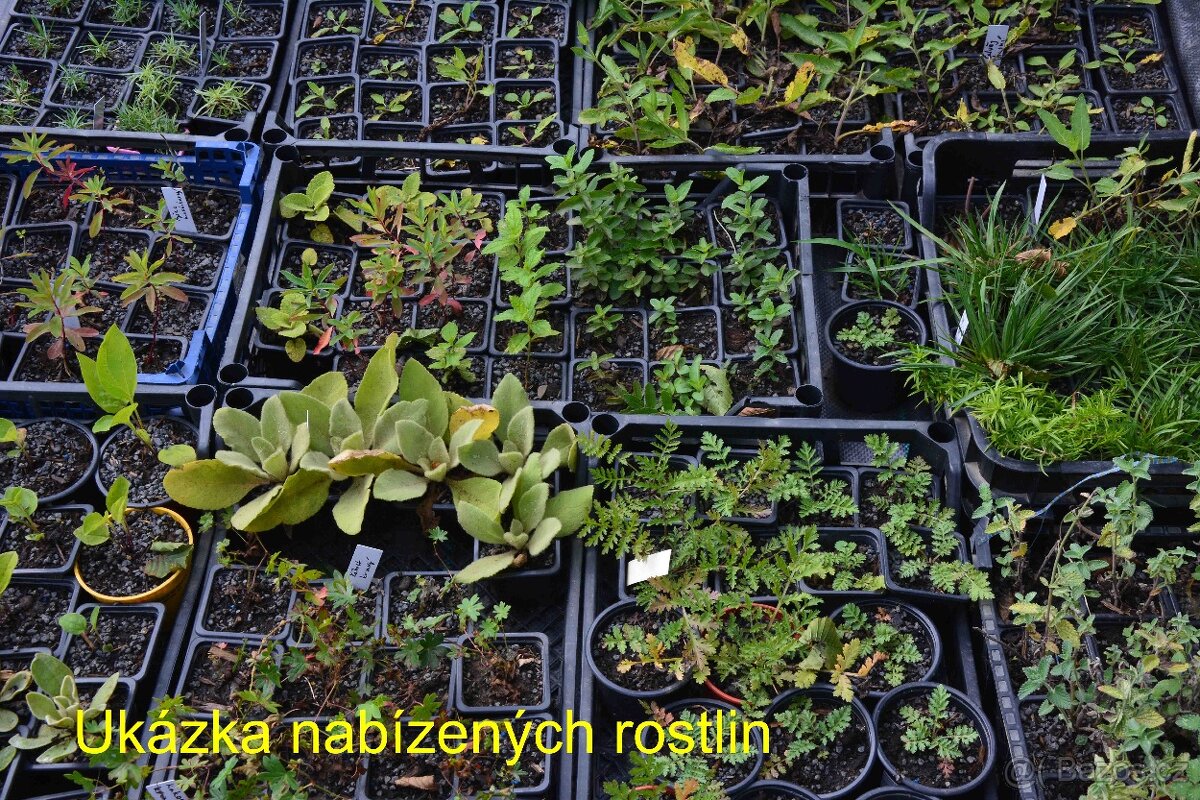 Trvalky, okrasné rostliny - 2