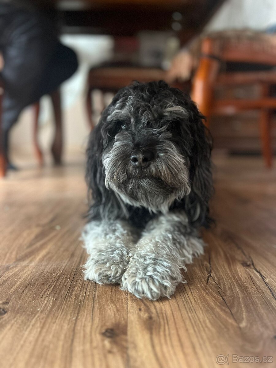 Bišonek ke krytí - 2