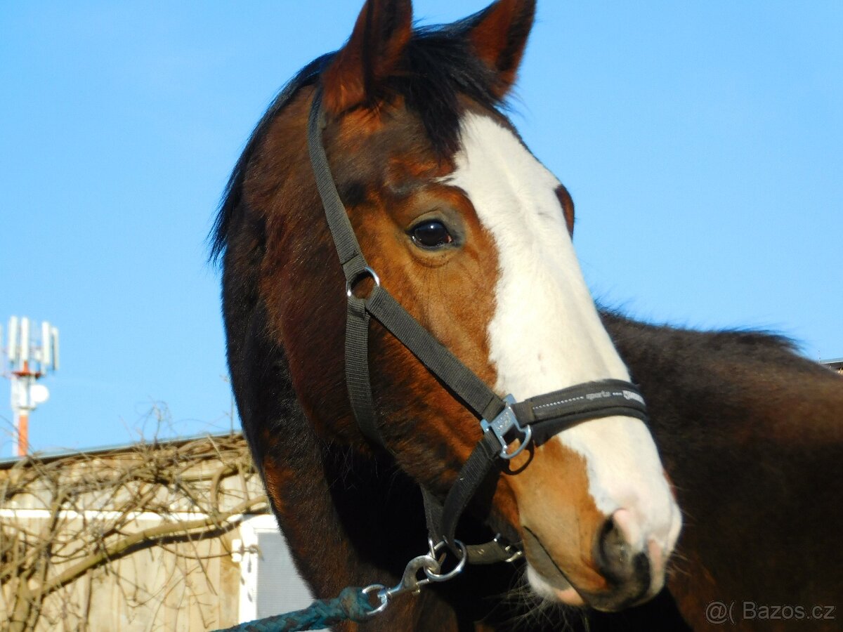 Kobyla 3 letá - 2