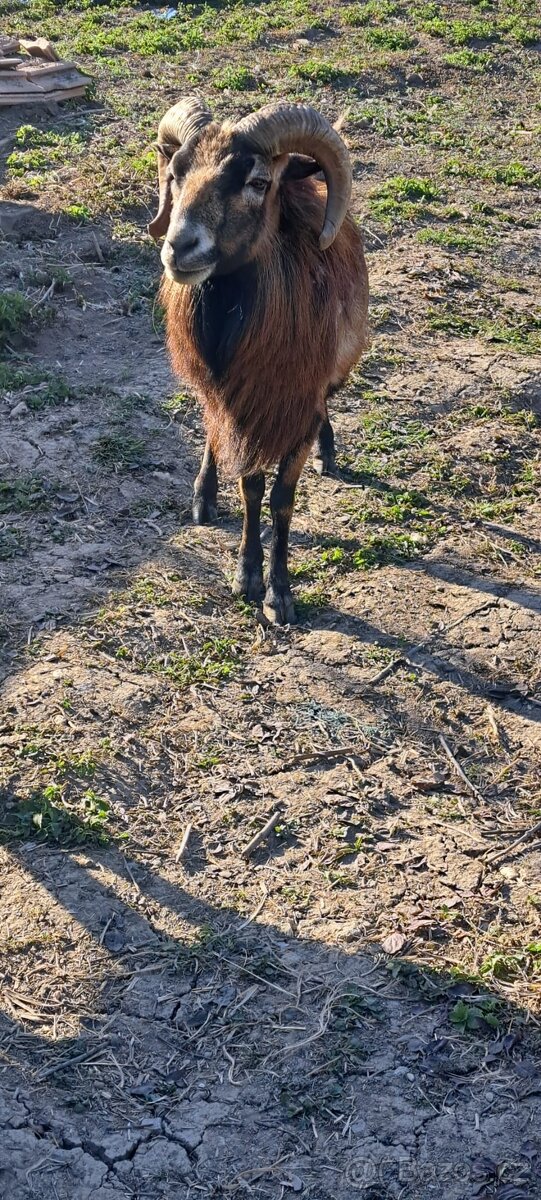 Kamerunský beran - 2