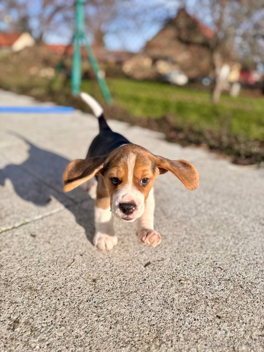 štěňata bígla s PP - 2