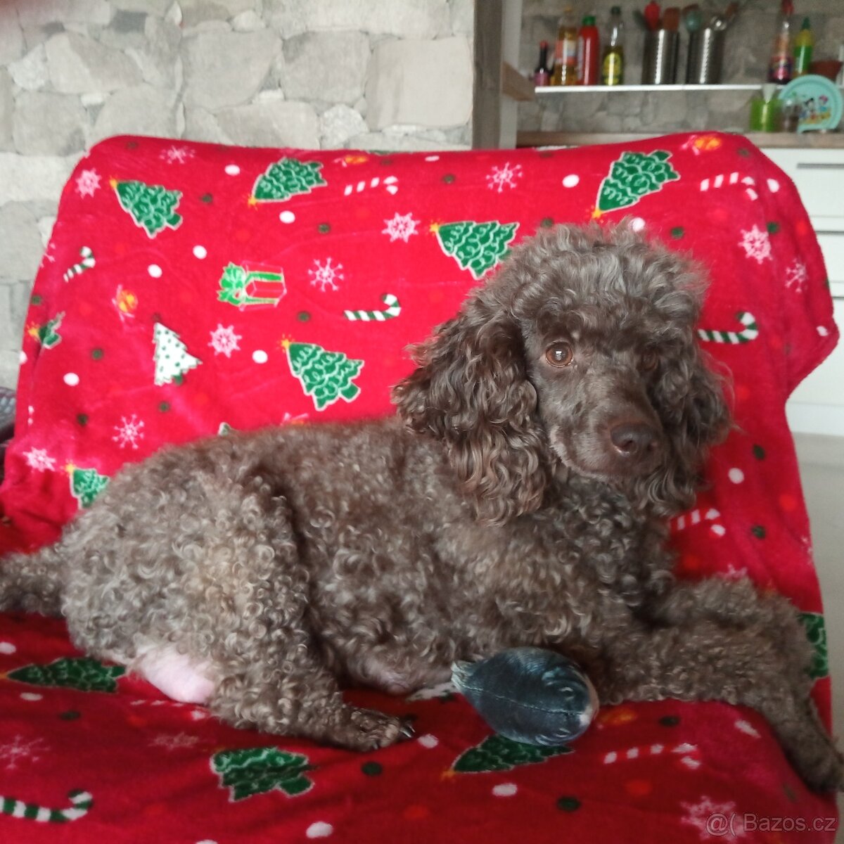 Pudl trpasličí štěňata - 2