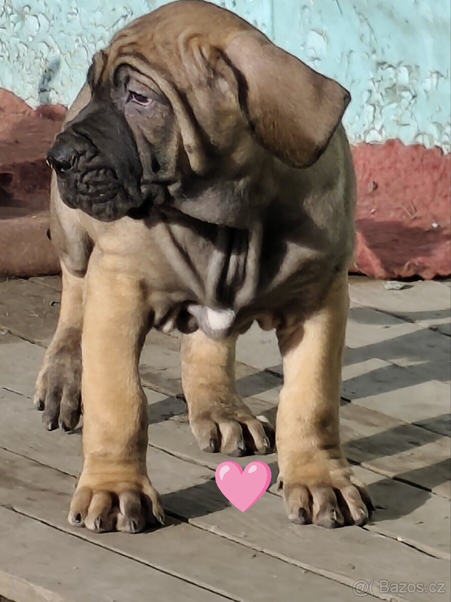 Brazilská fila s PP - 2