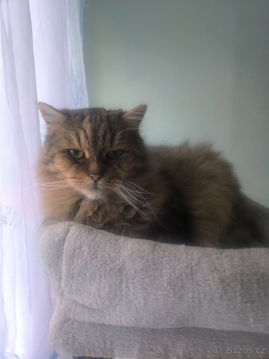 Daruji kočičky - 2