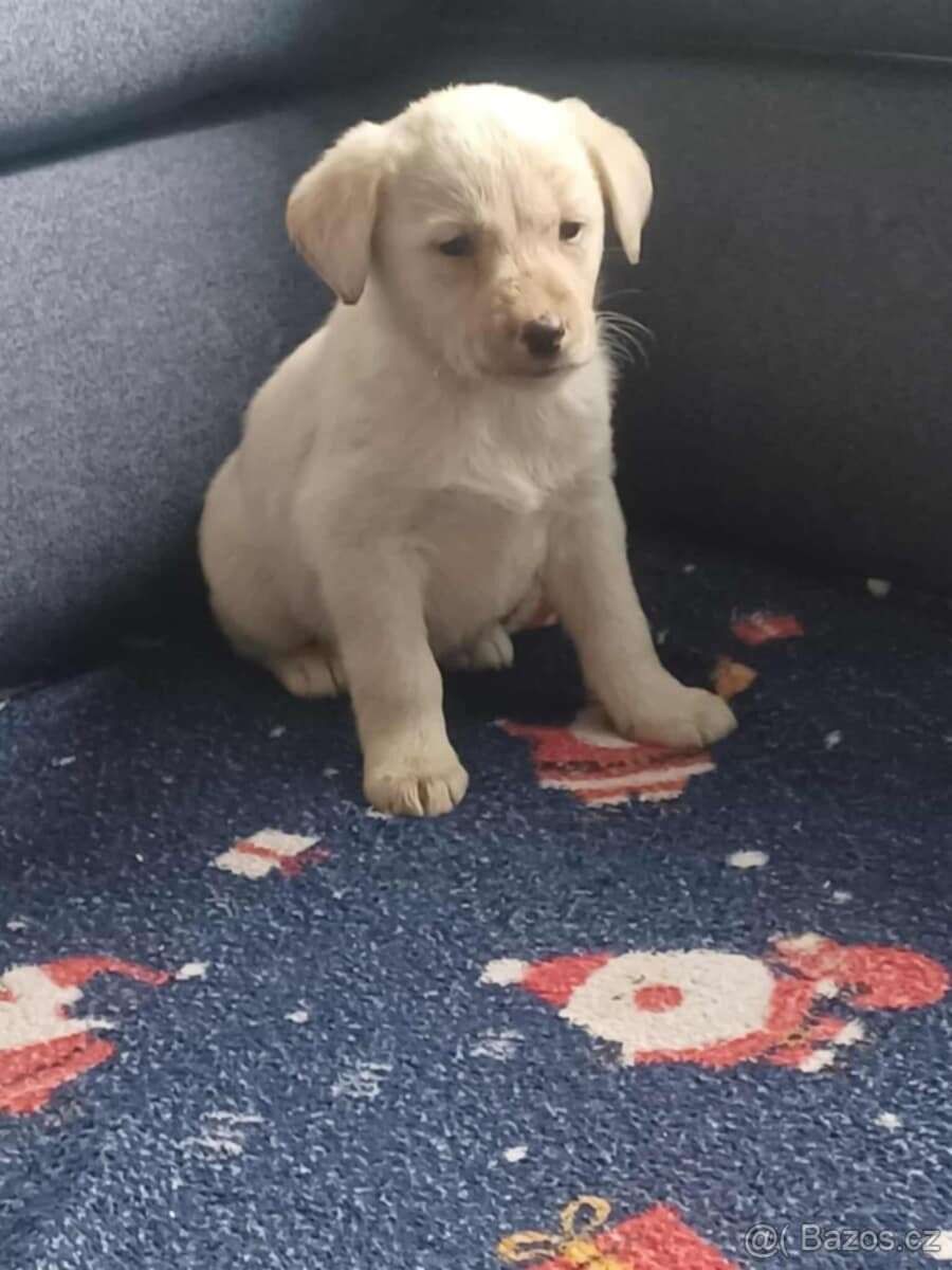 Labradorský retrívr - 2