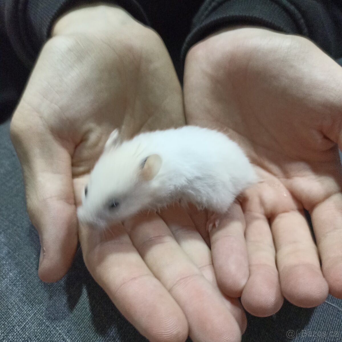 Mláďata křečka syrského - 2