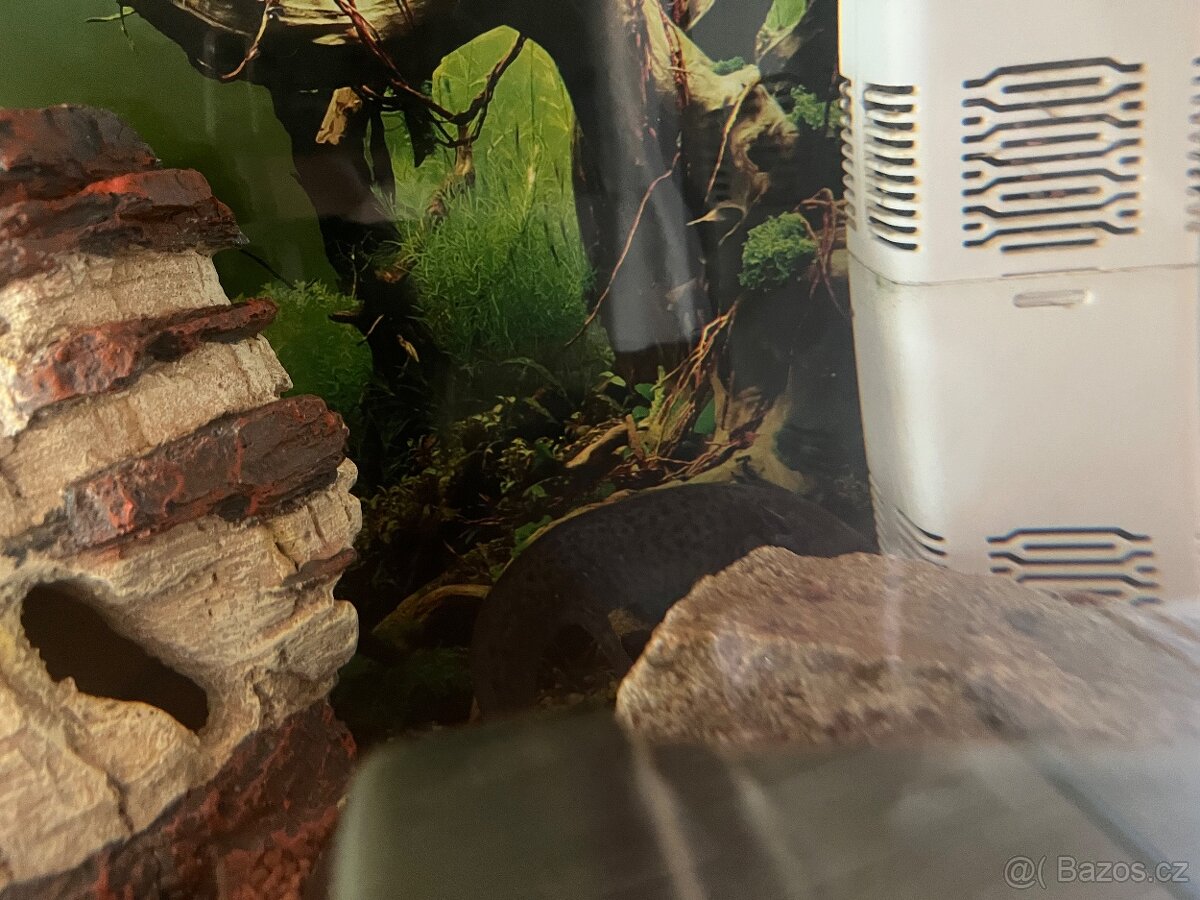 Prodám akvárium s axolotli - 2