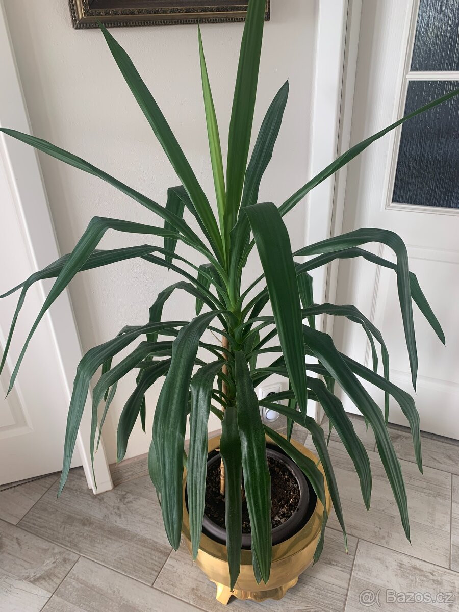 Pokojová květina - 2