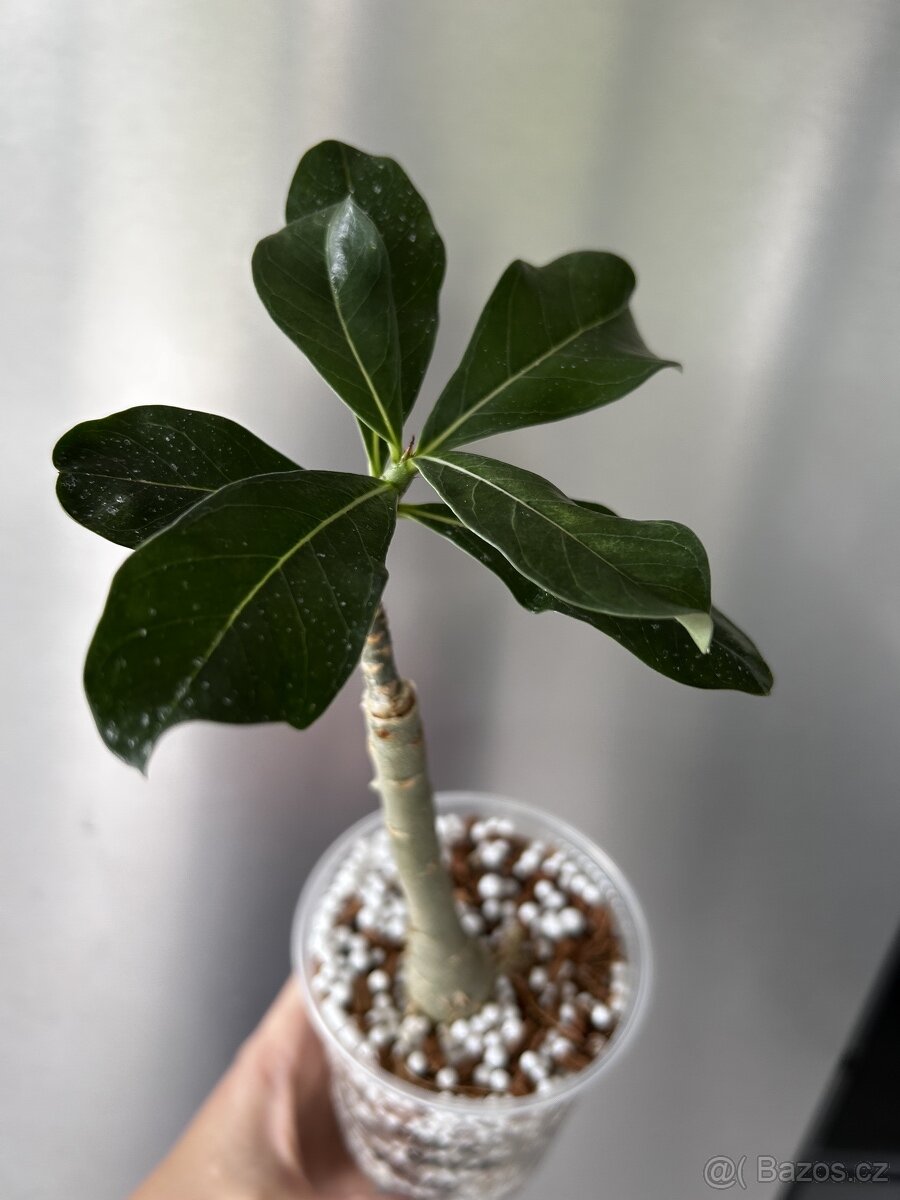 adenium Pink payao - 2