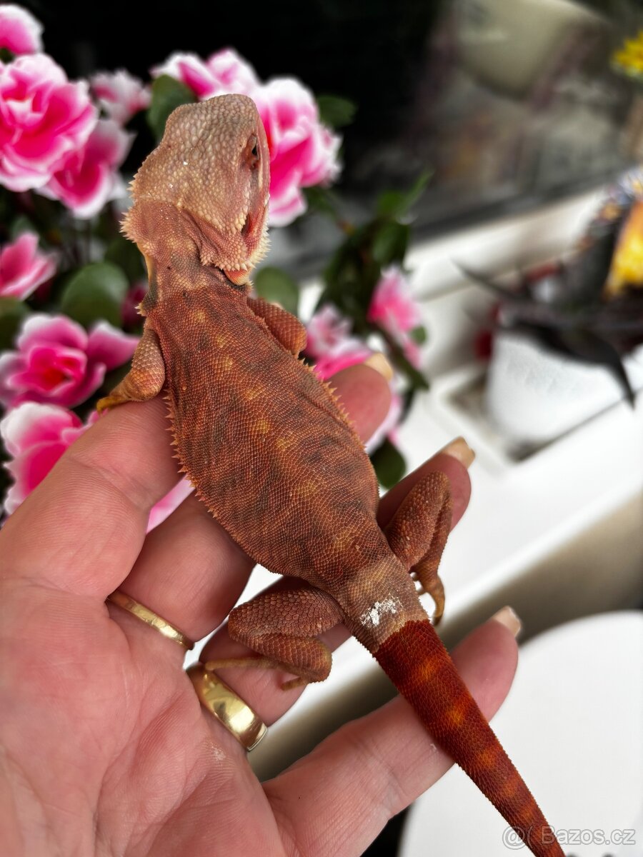 Agama vousata- samice - 2