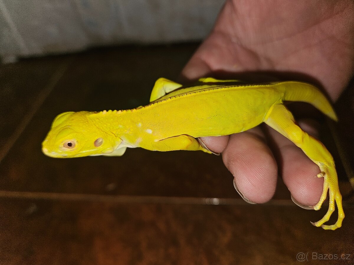 Iguana Iguana - Albino - 2