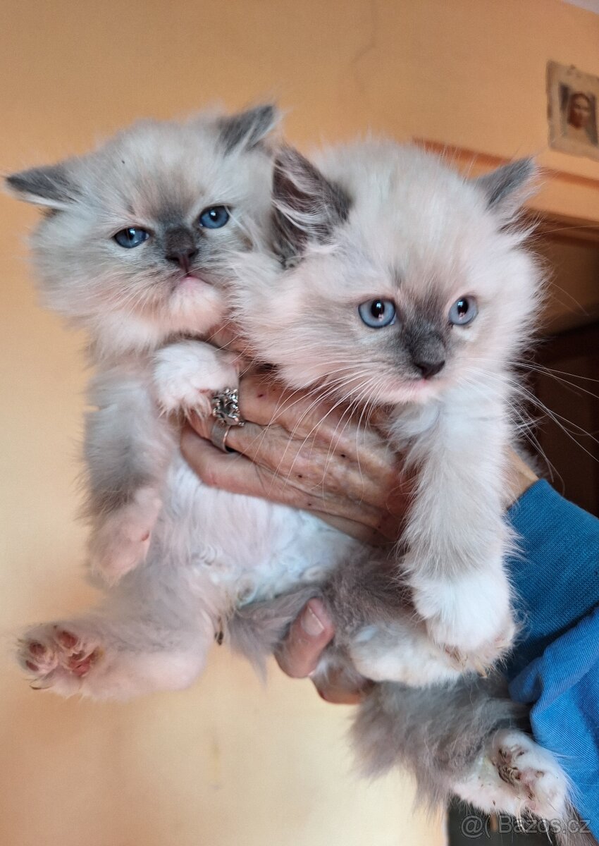 Nádherná Ragdoll koťátka s pp - 2