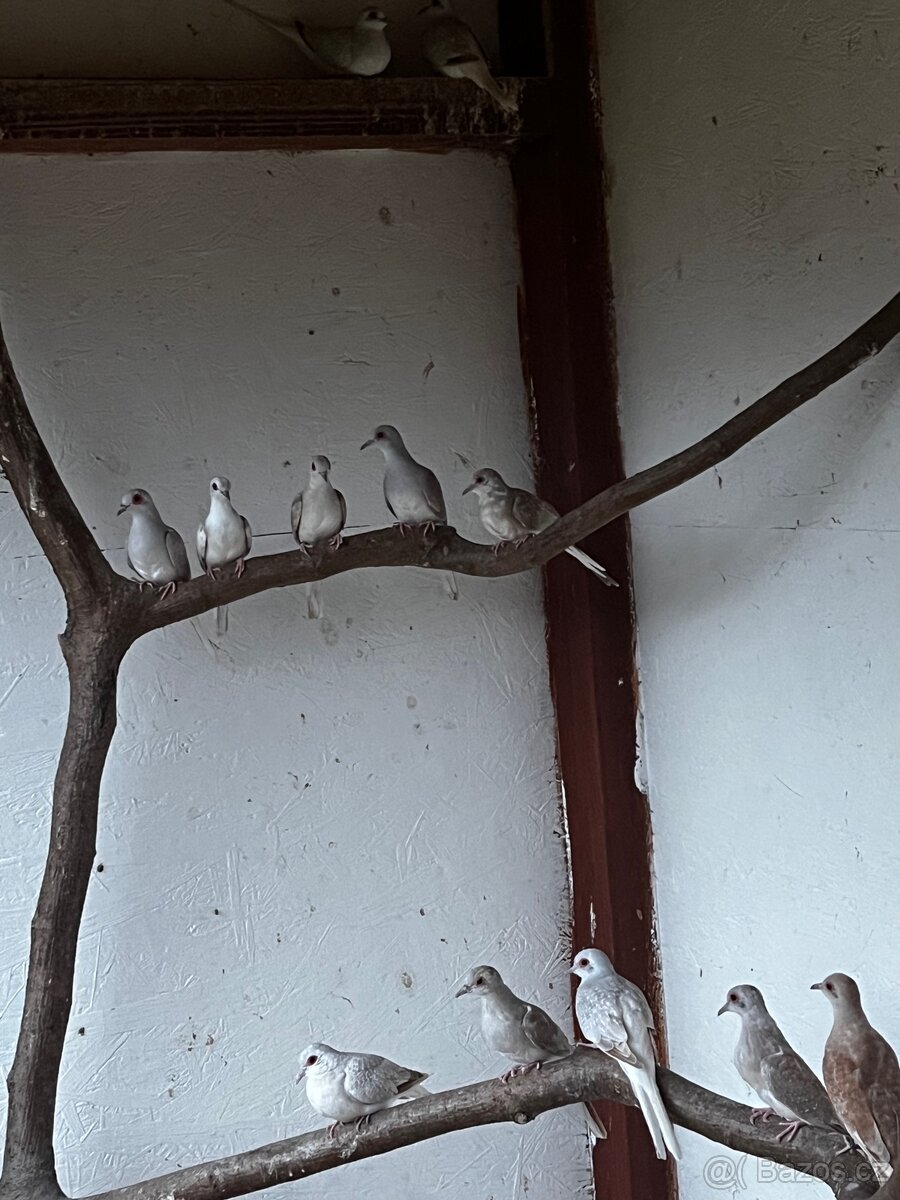 Prodám Holoubky diamantové - 2