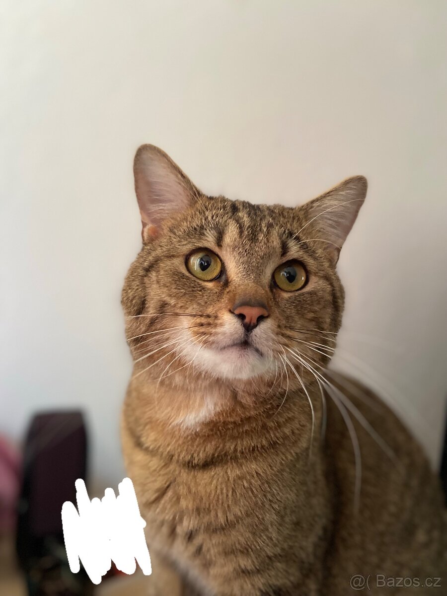 Daruji kocourka - 2