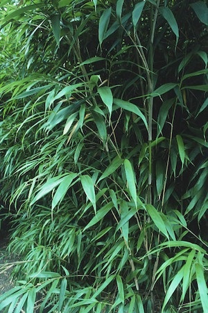 Bambus Pseudosasa japonica - 2