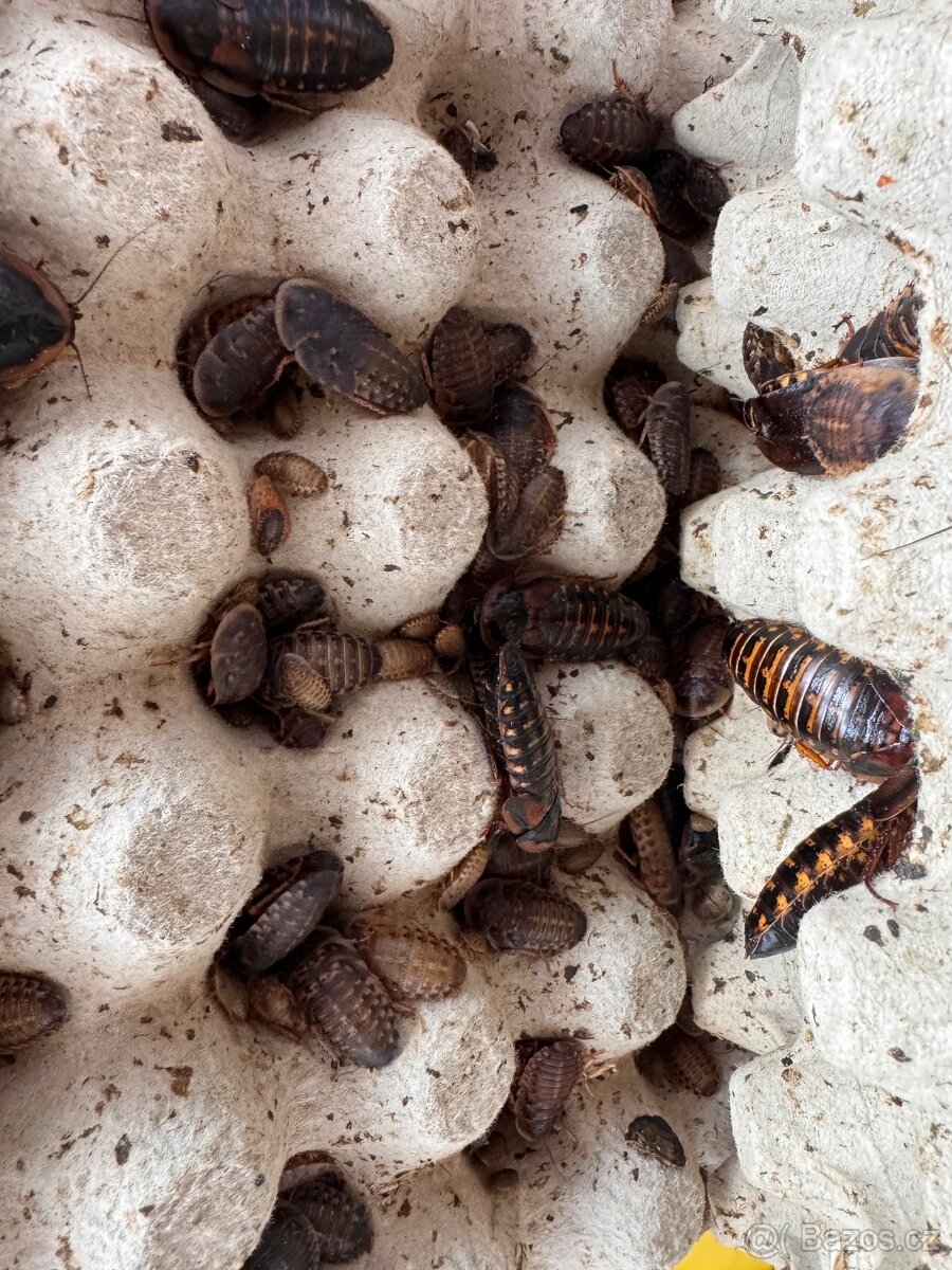 Šváb argentinský - prodej - 2