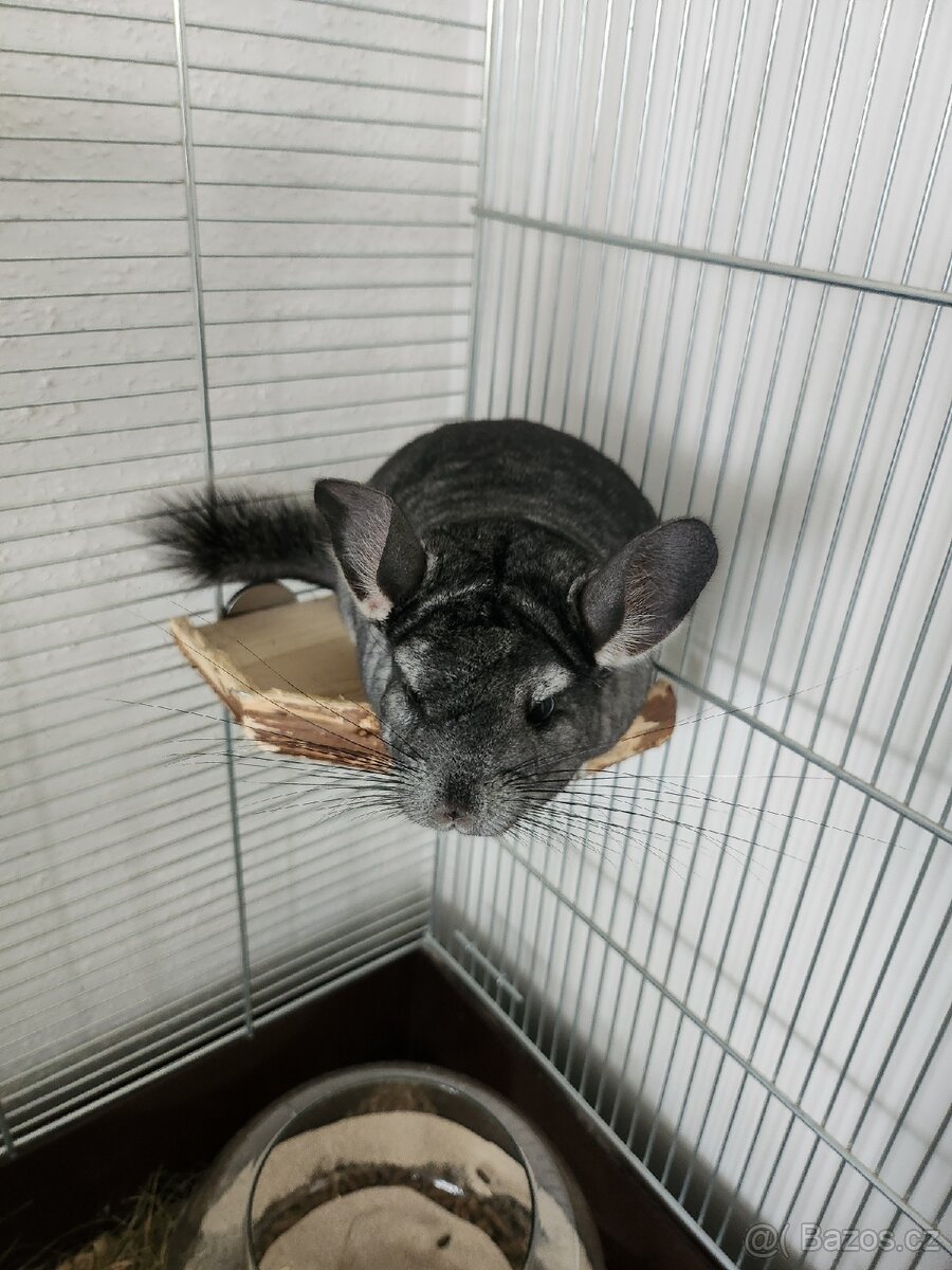 Činčila 1.5 roku - 2