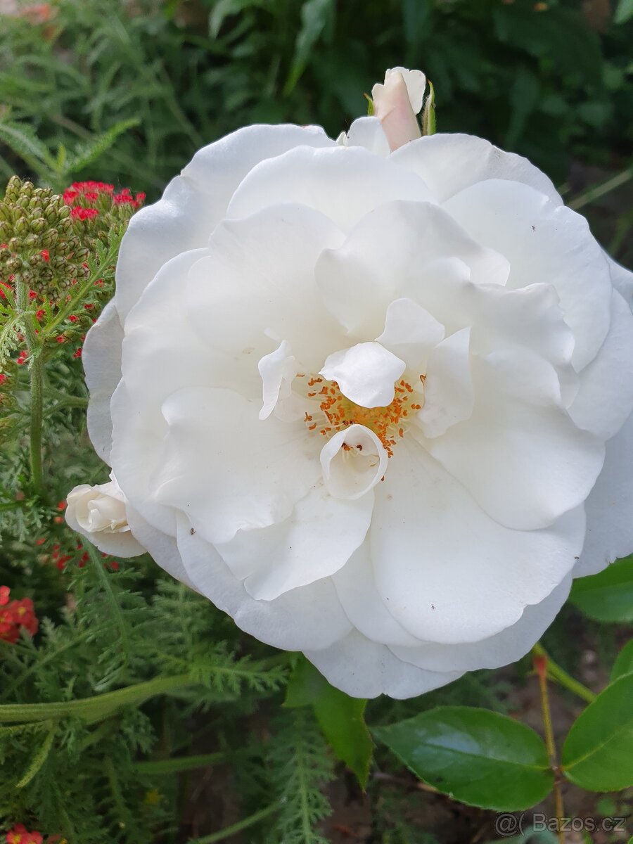 Růže bíla keř - 2