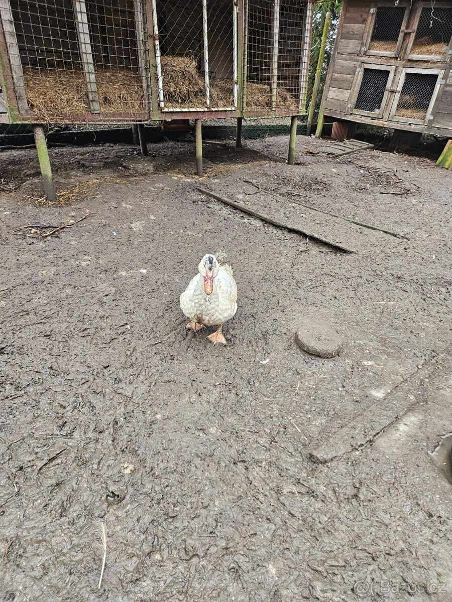 Kachny pižmové - 2