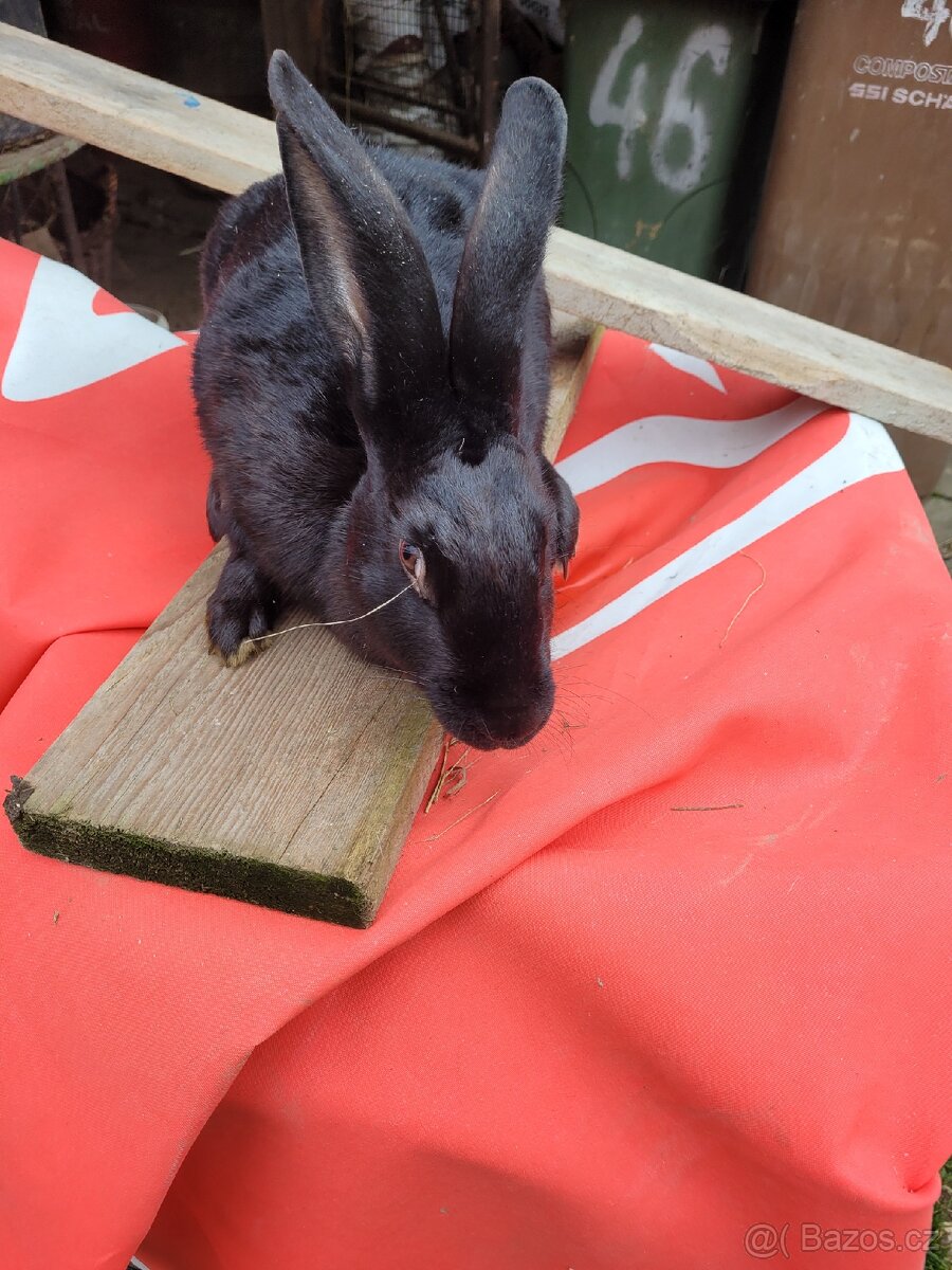 Králik Hýla - 2