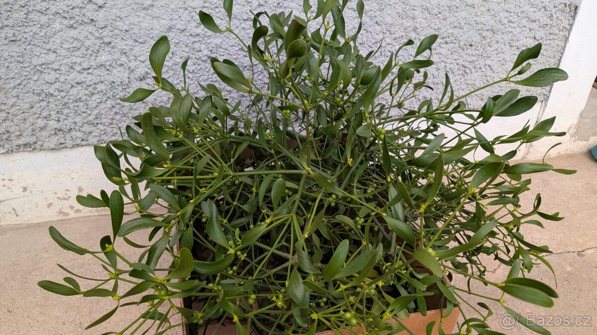 Chvojí, jmelí, větvičky na vánoční dekorace - 2